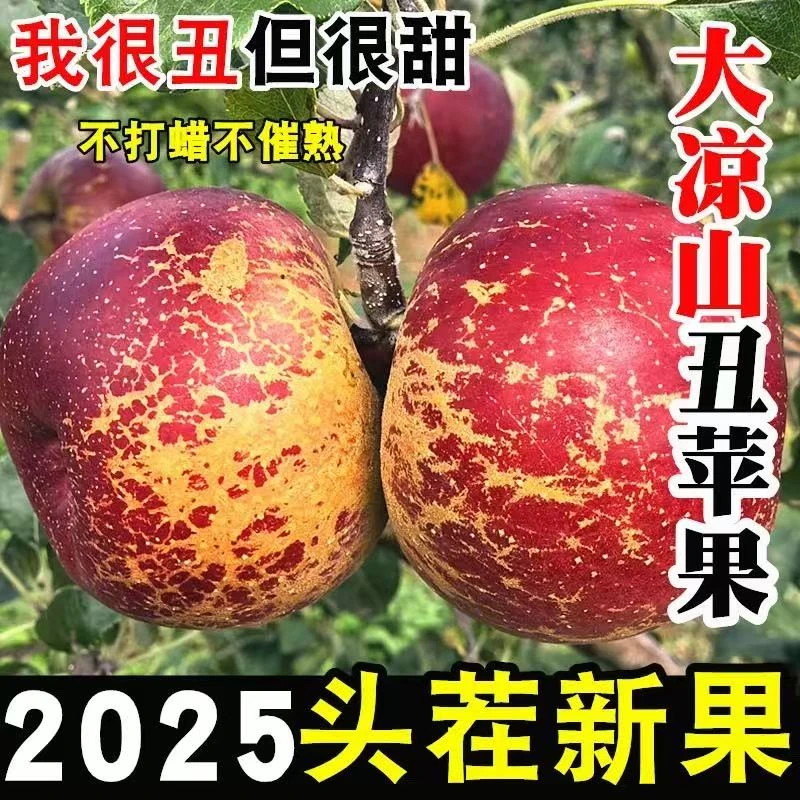 q【次日达】 四川大凉山丑苹果 核心产区大凉山现采现摘现发应季新鲜水果老人小孩孕妈妈皆宜 现采现摘四川省
