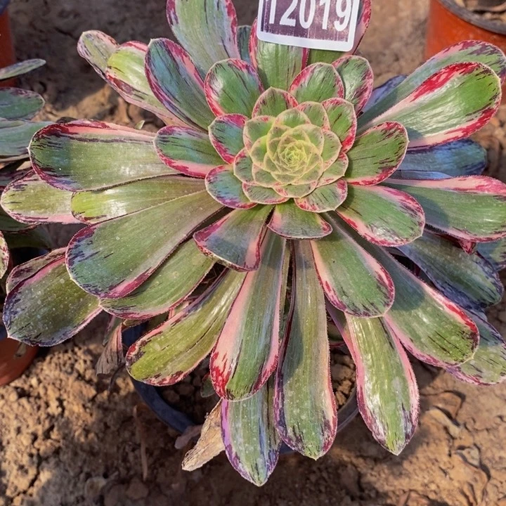 12019号v锦锦法师