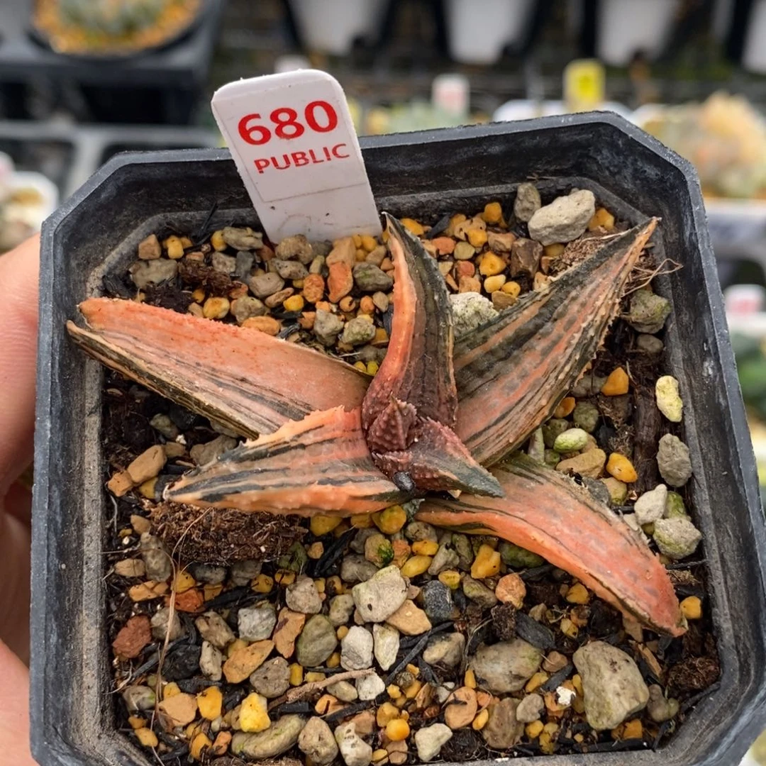 680黑王龙麟十二卷