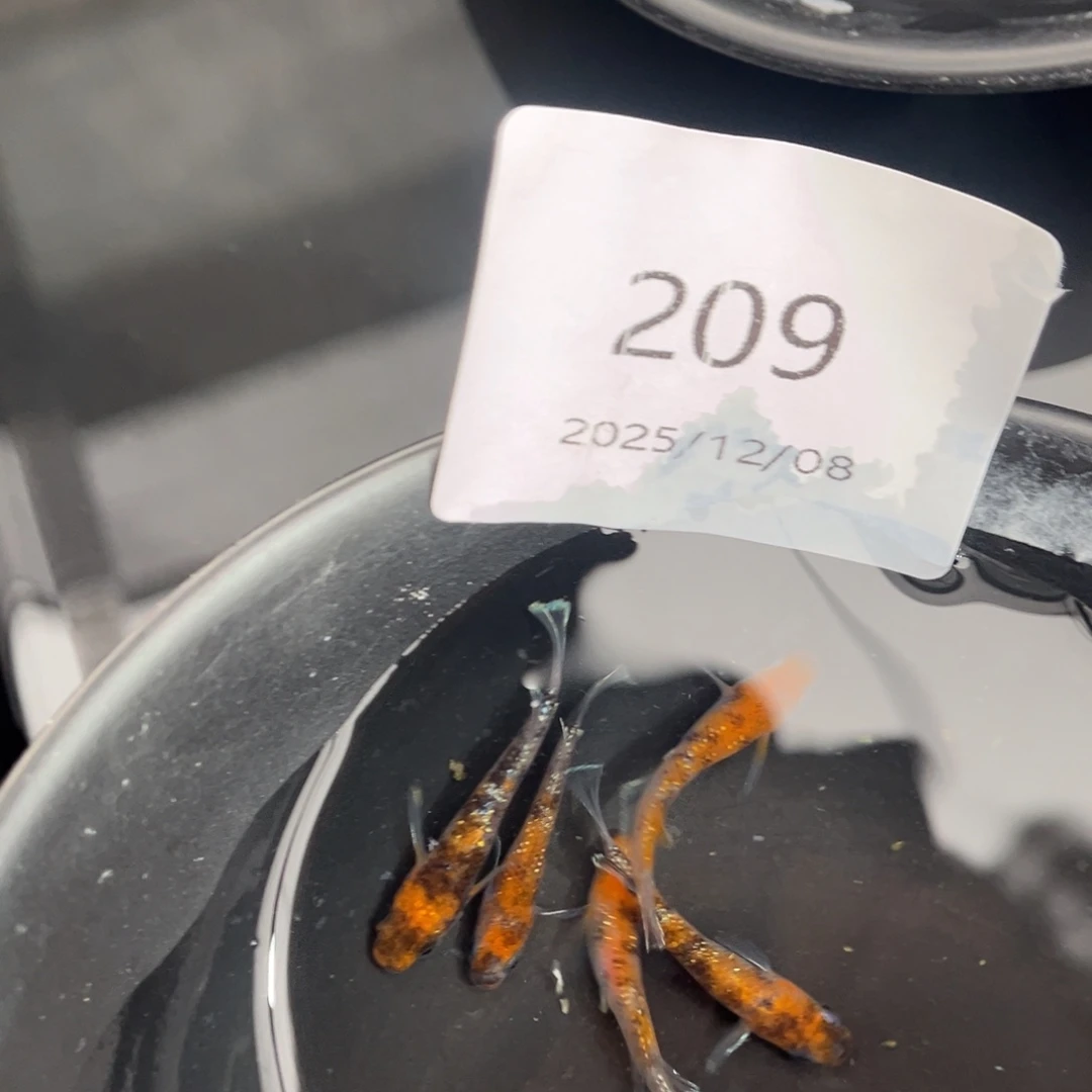 青鳉鱼209lu04五尾