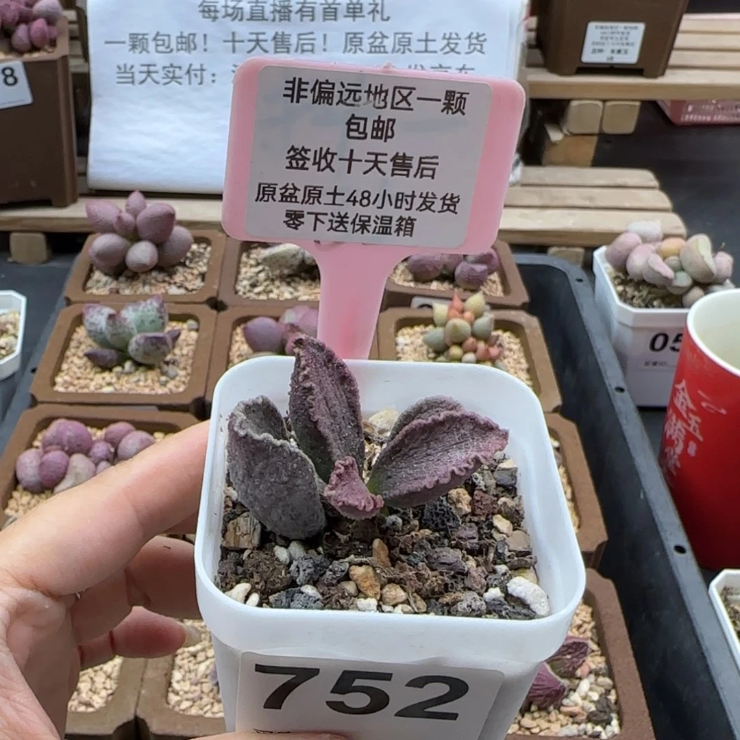 752昭君多肉植物