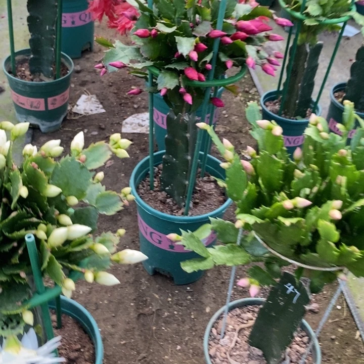 忘***️完全开放荷花047重瓣花