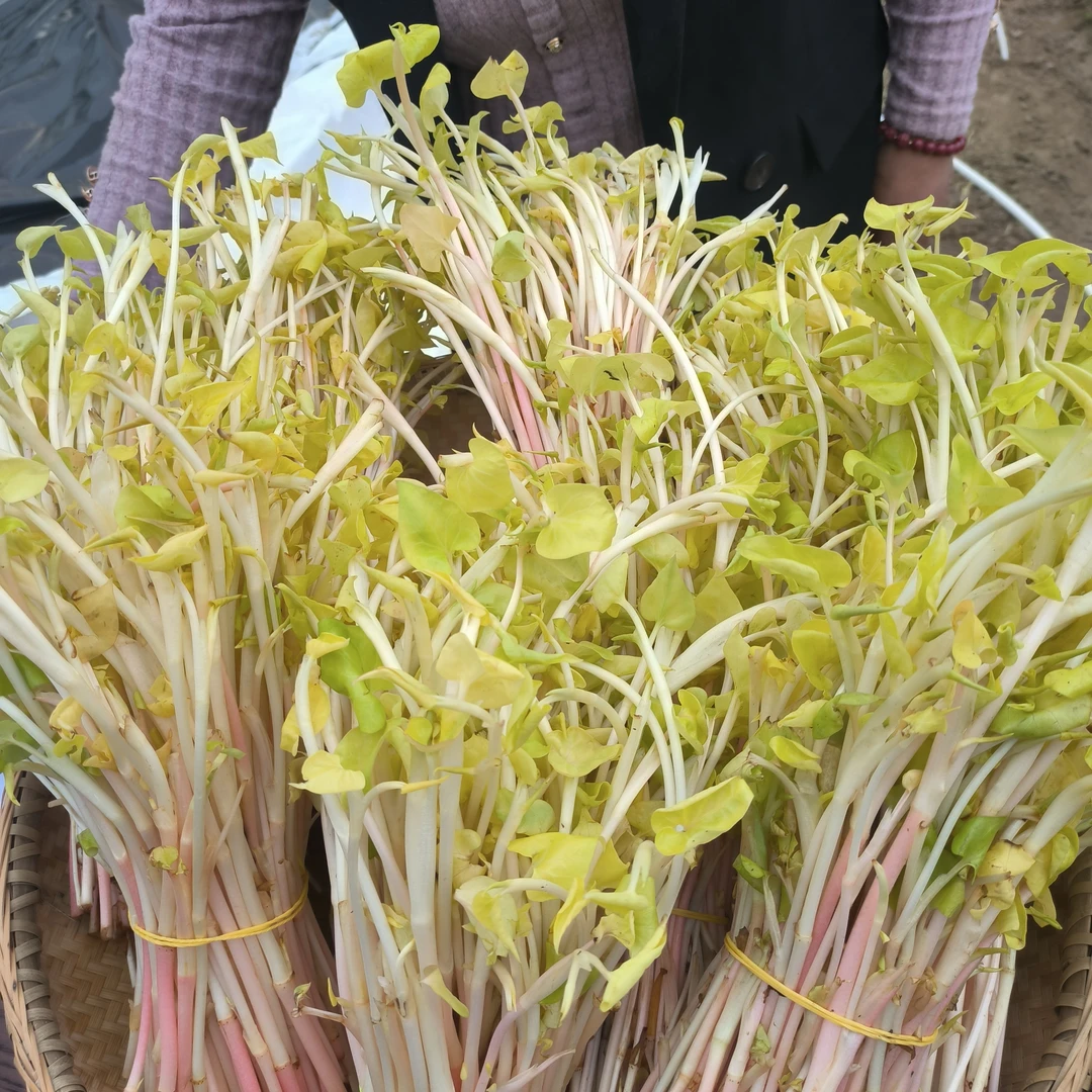 现挖湖南鱼腥草嫩芽新鲜折耳根芽子新鲜脆嫩当季节节节根包邮凉拌