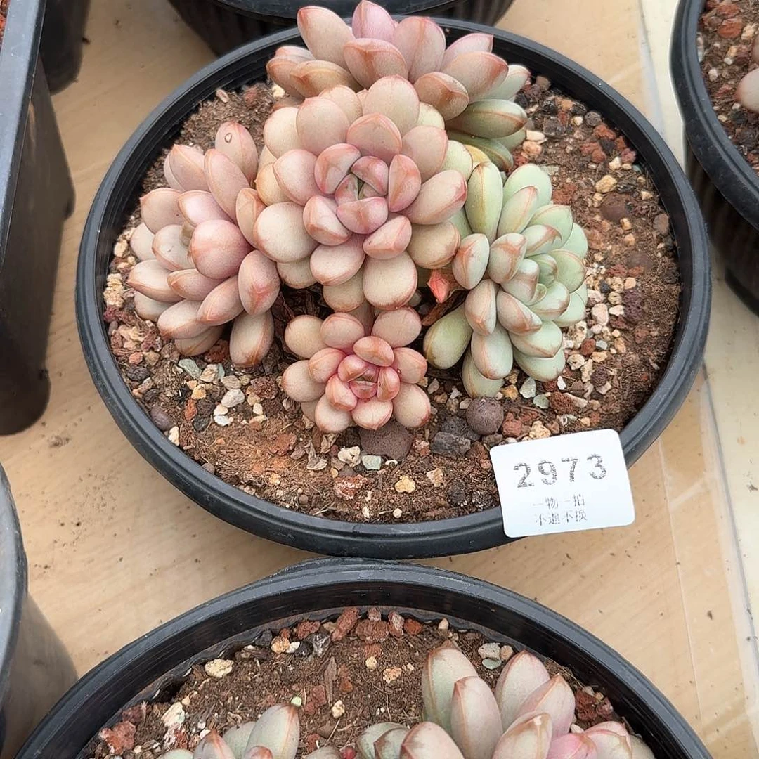 哈**！2973号葡萄多肉