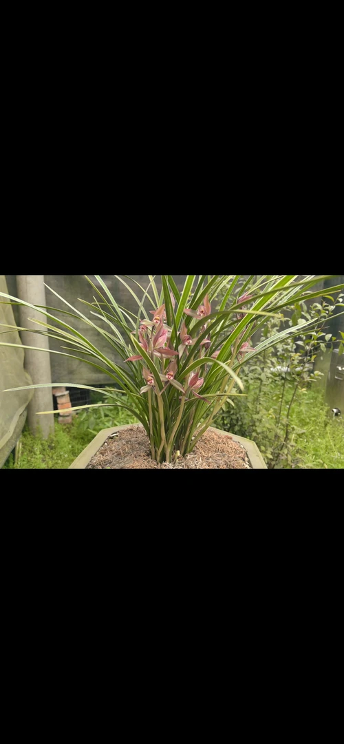 春剑 子母苗 边荷锦绣