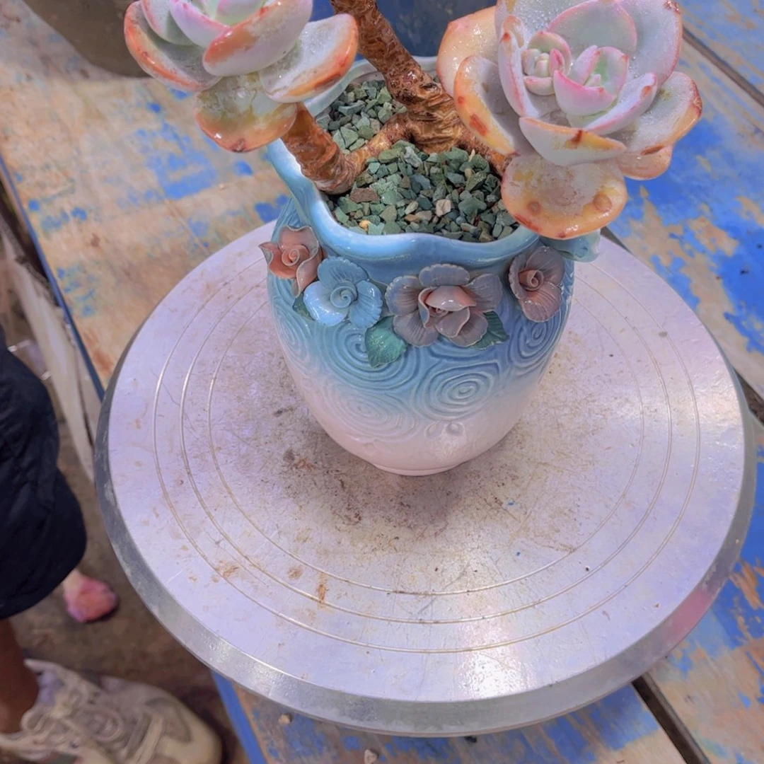 冉*多肉植物保护研究所