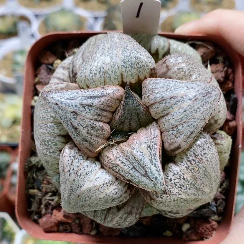 【闪购商品】1翡翠白银母本