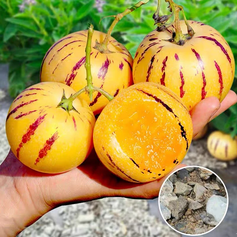 石林人参果树熟大果圆果黄心当季新鲜水果老人吃的水果多汁