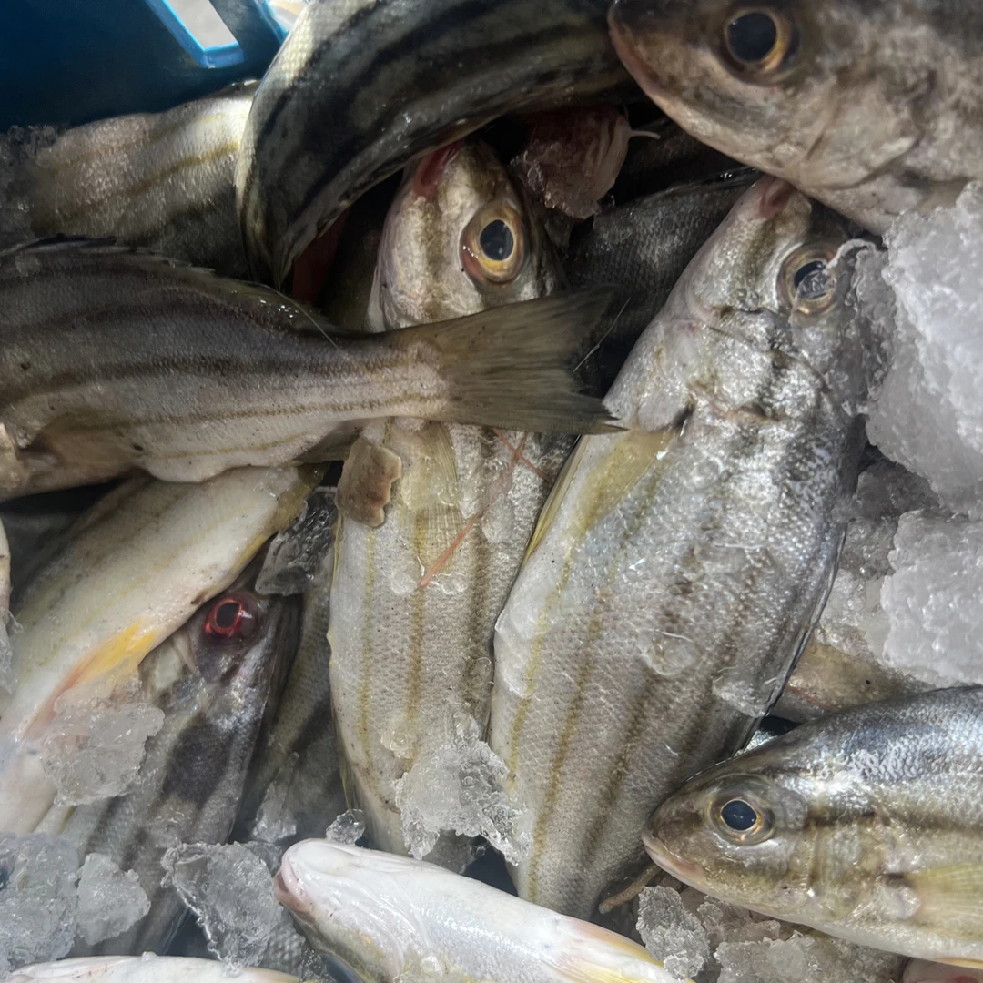 神泉本港纯天然野生斑猪鱼新鲜8-10条
