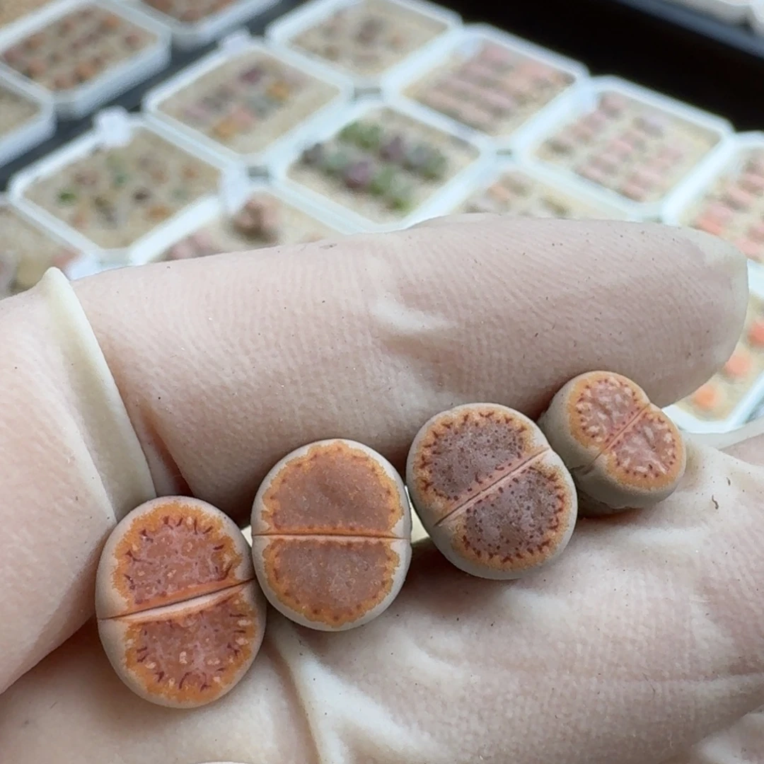 云***梅0930-057饼干饼干饼干