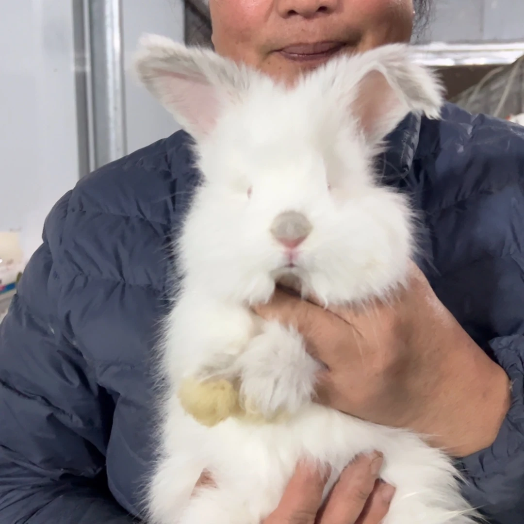 宠物兔英系安哥拉兔