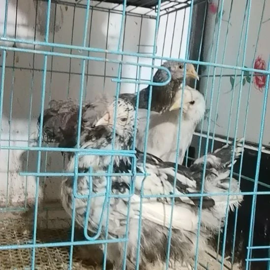 婆罗门鸡薰衣草小母鸡竞拍