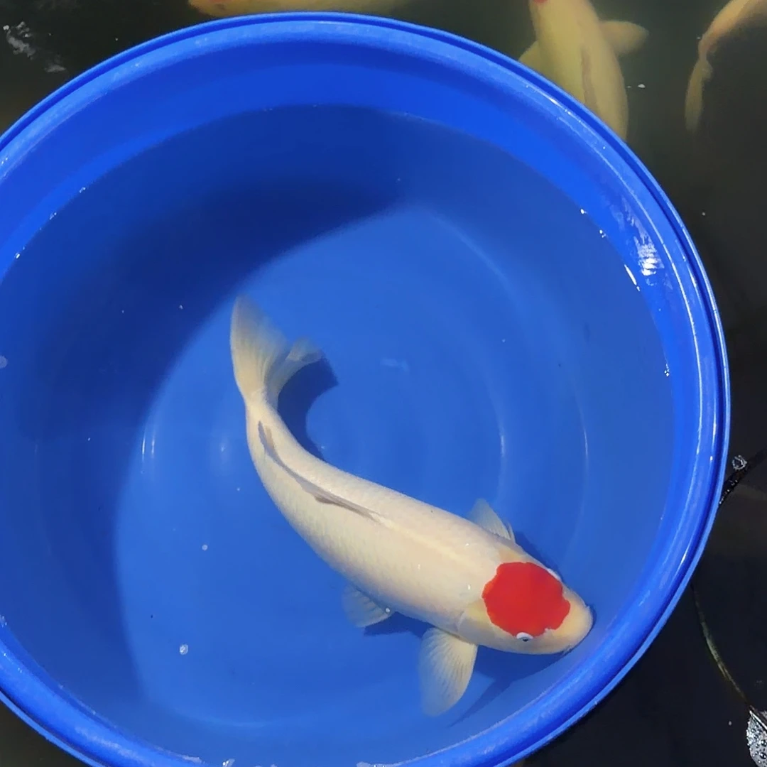 锦鲤但丁专拍链接