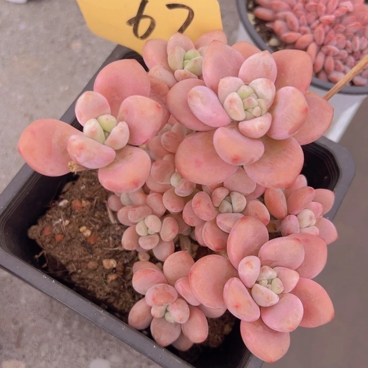 健健康康平平安安