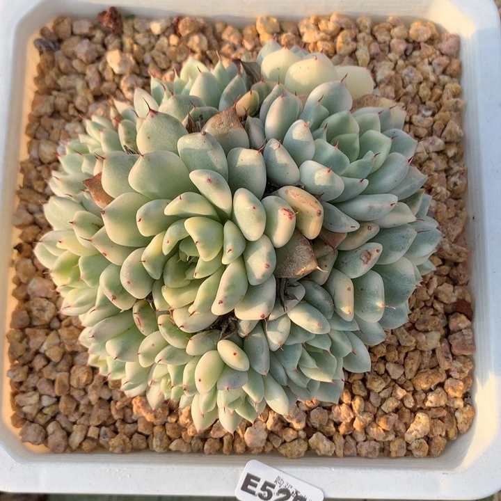 E525多肉一物一拍