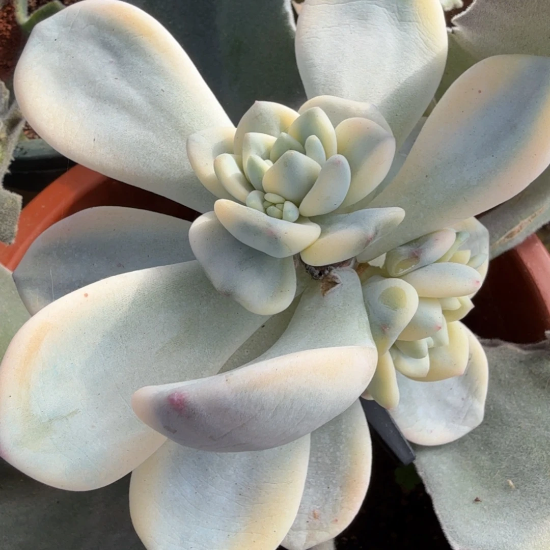 旺酥锦底座，多肉锦