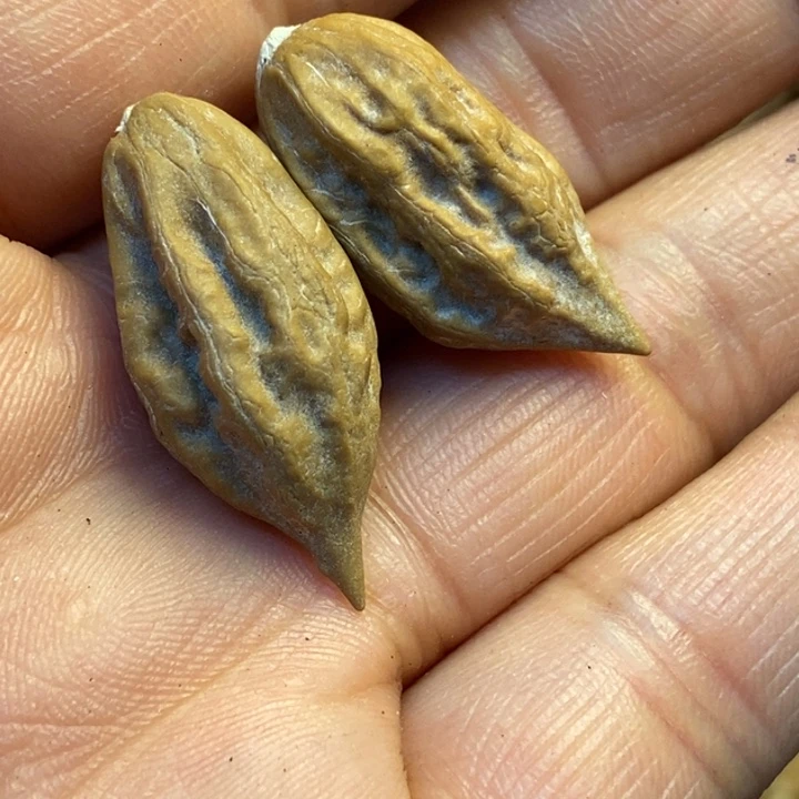 文玩核桃吊坠娜姐50