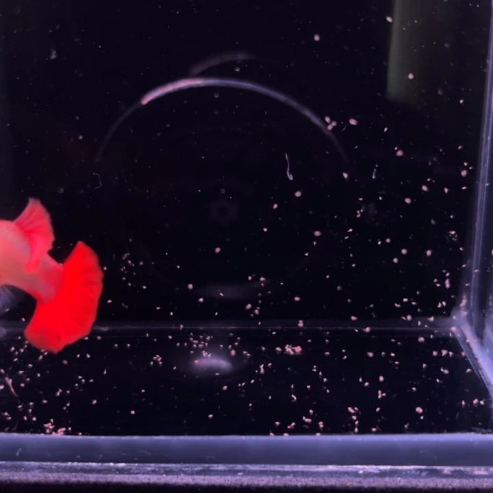孔雀鱼半月尾折扇白子1对