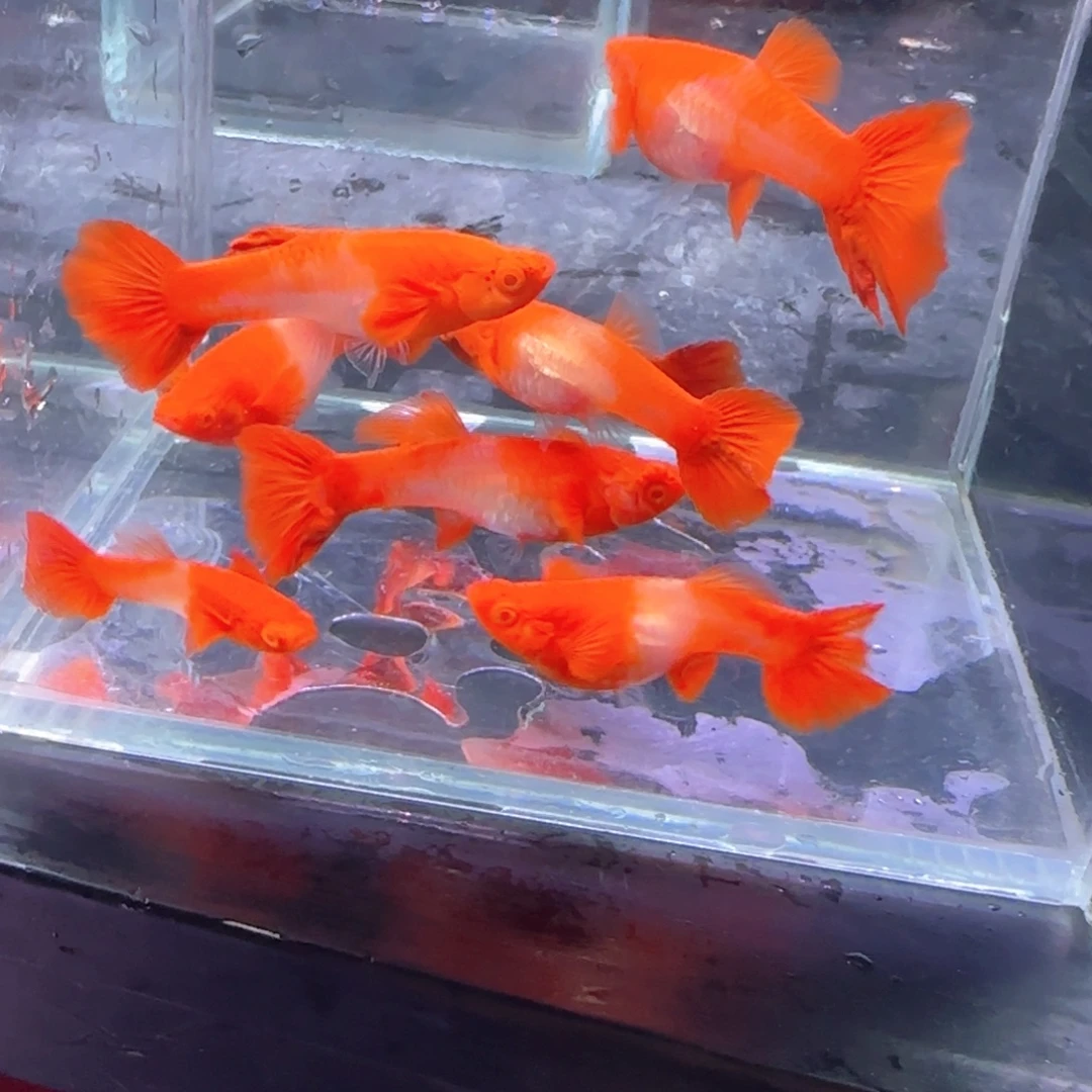 孔雀鱼瑕疵分水10条