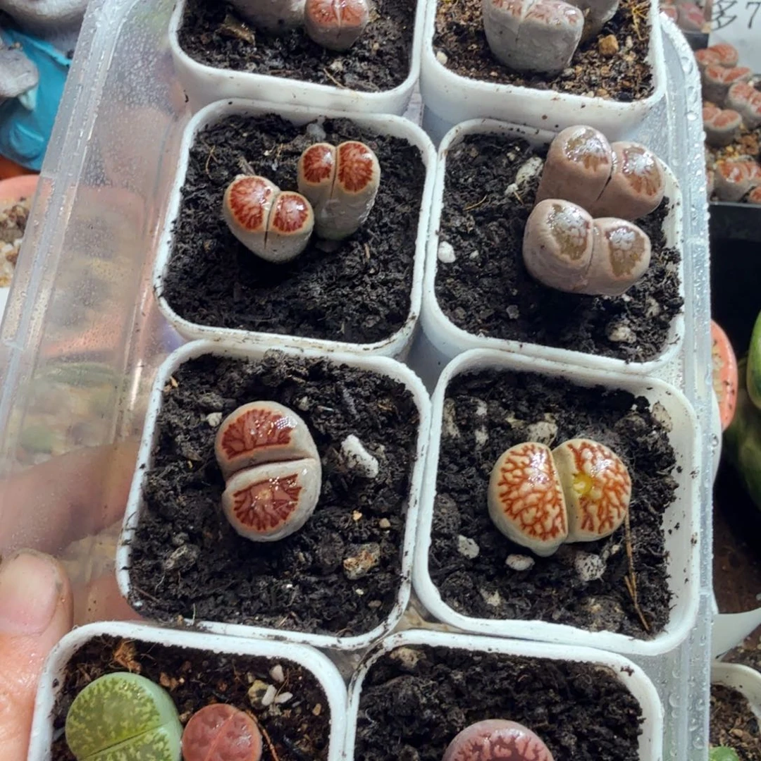 台***板开播福利冲冲冲765