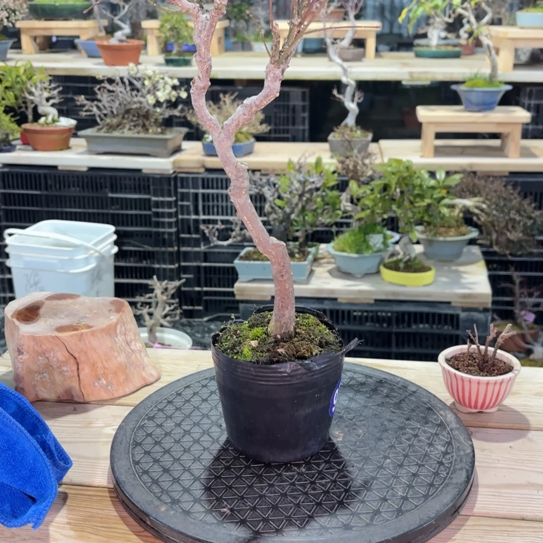 城***易全场盆景930号包邮