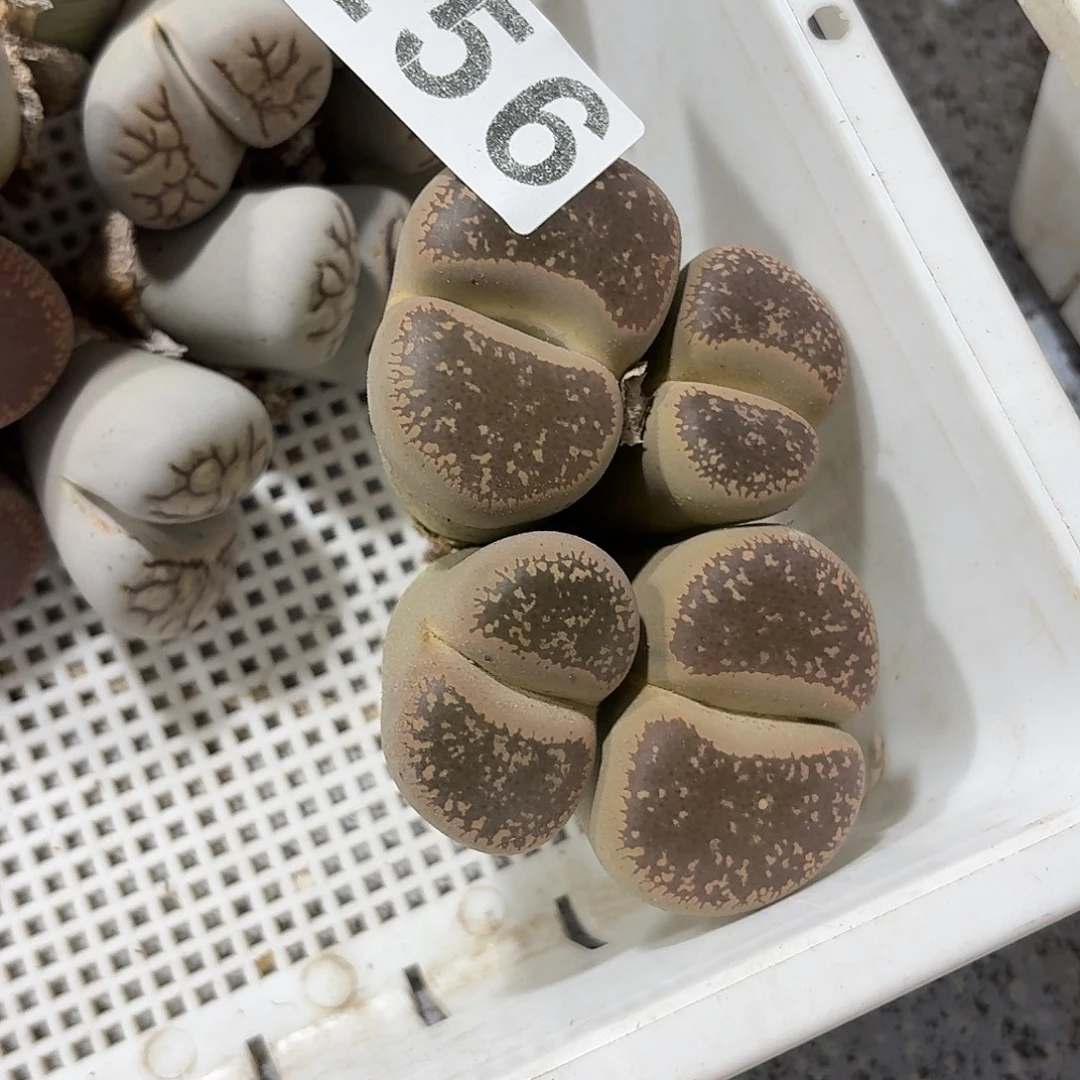 生石花一物一拍256