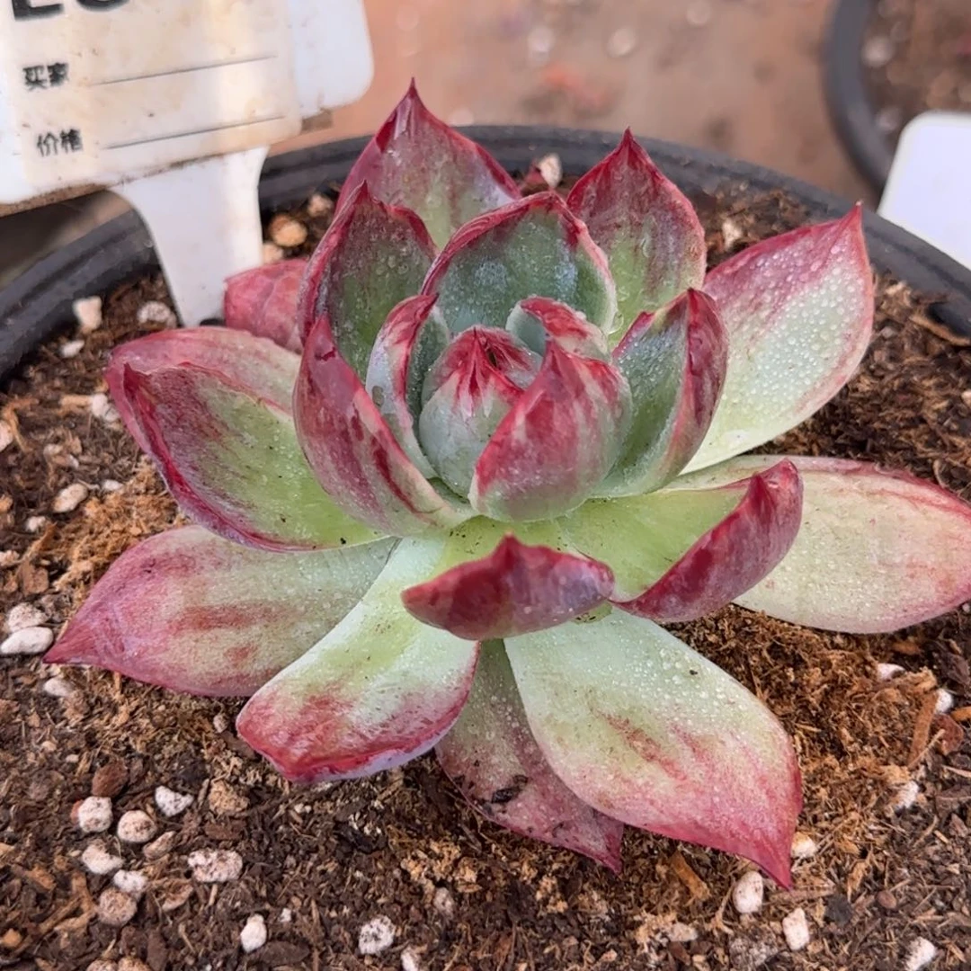 惊鸿一物一拍包装收缩花旱846