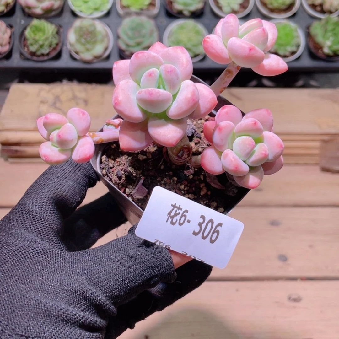 花利美6-306洛神群