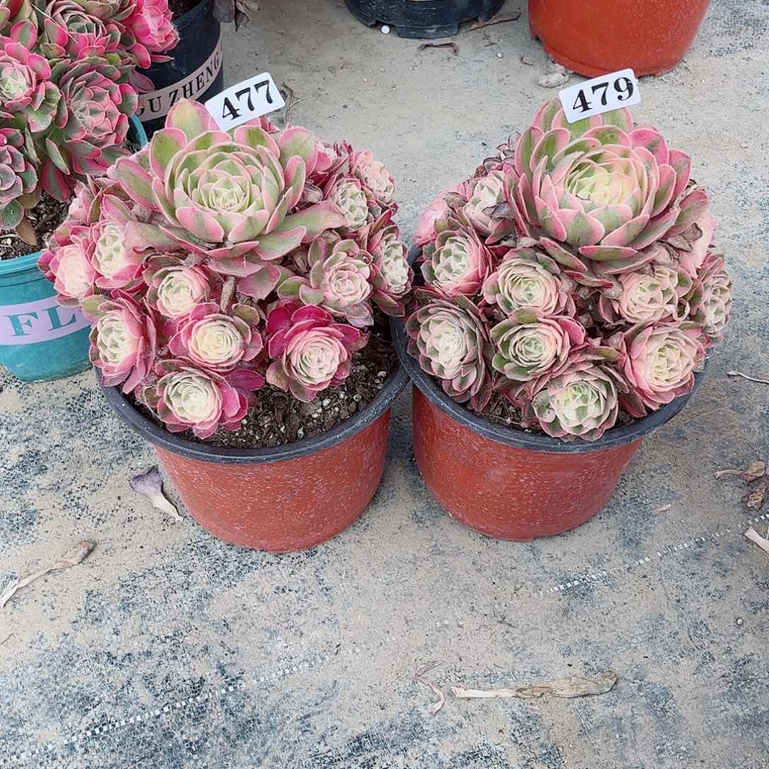 无花朵空***?多肉植物组合荔枝477479