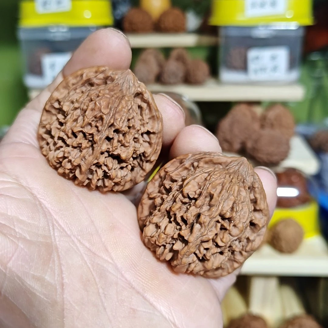 41加尺寸，满天星狮子