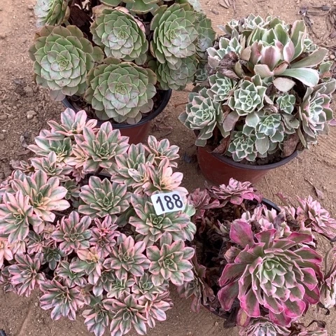 188四颗法师多肉植物