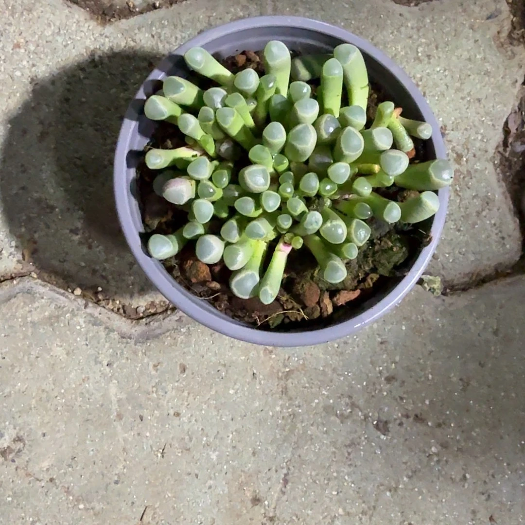 五十铃玉多肉植物精品