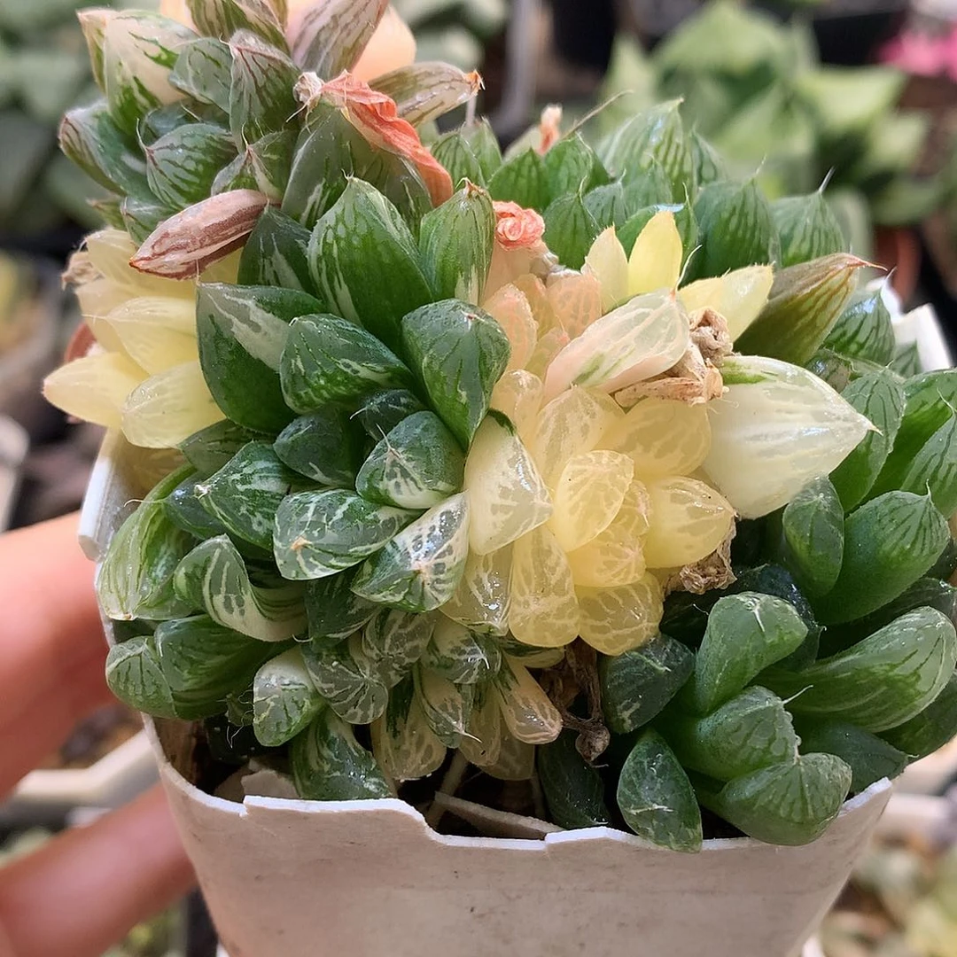 苏州玉露锦满18包邮