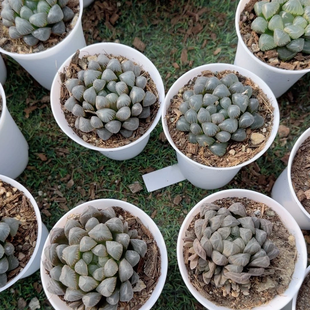 玉****无花朵两盆潘灯玉露