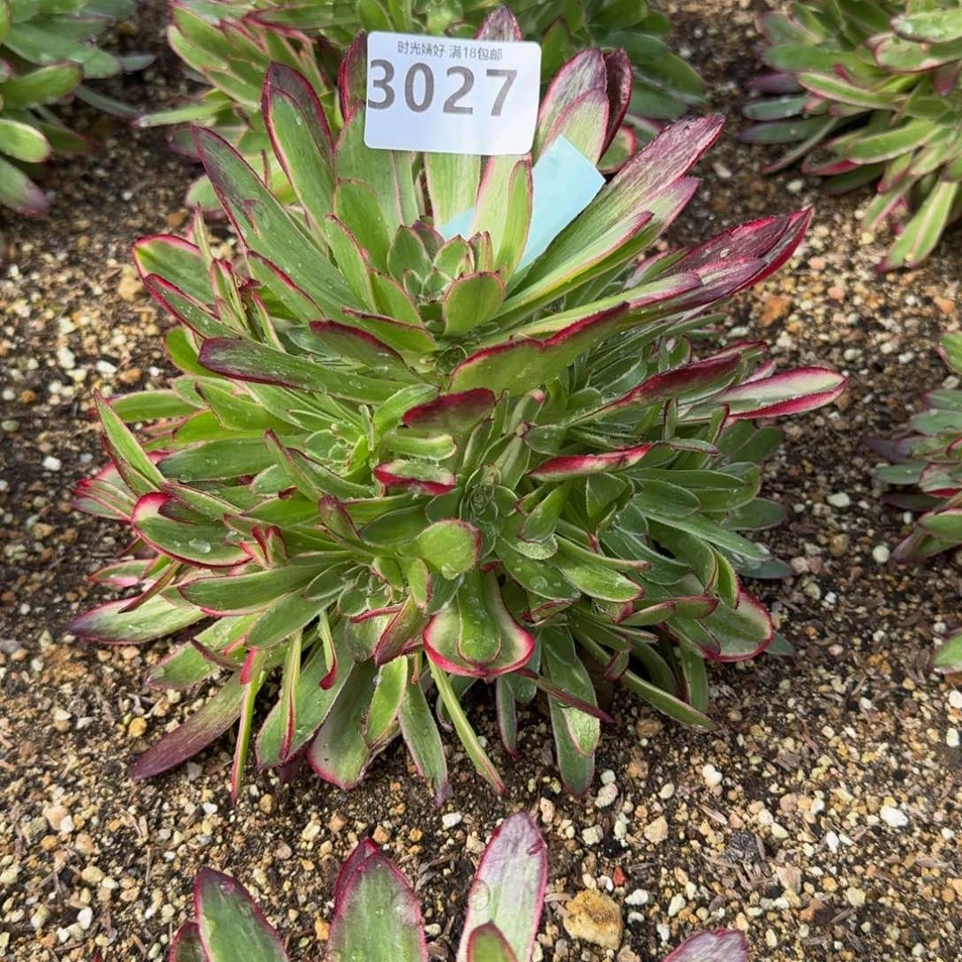 开**嘛3027瑶光多肉植物