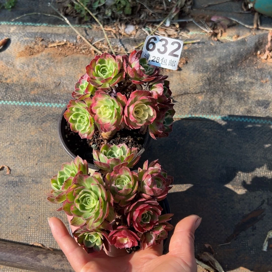 多肉植物632两颗小的 无售后