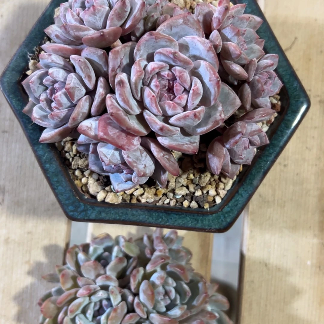 **** 柒宝石榴籽多肉植物