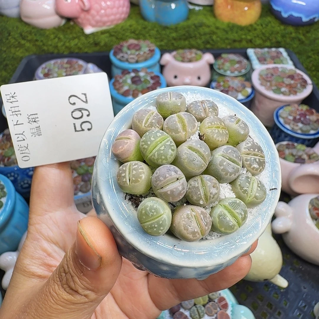 多肉植物福利冲592