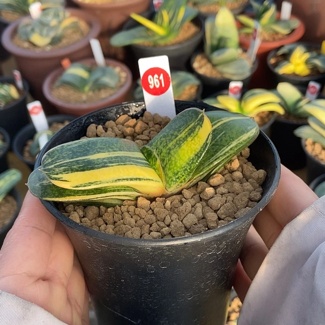 961卧牛实生锦带盆发货