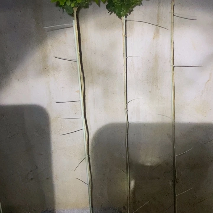 金***爷全部花苞高杆子笔尖茉莉花