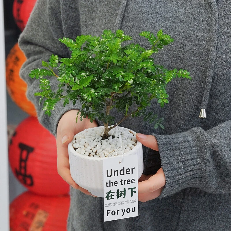 清香胡椒木盆栽花卉室内外植物绿色观叶庭院