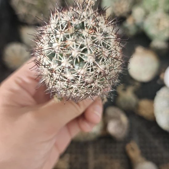 一物一拍，实生蓬莱宫！