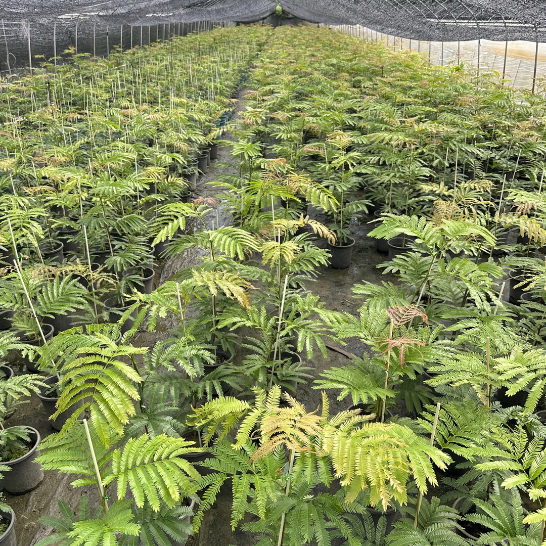 基地直销密叶猴耳环（常规款）