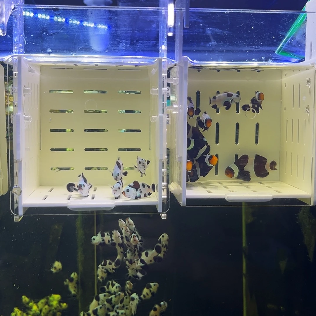 海水鱼海水养殖小丑鱼1对