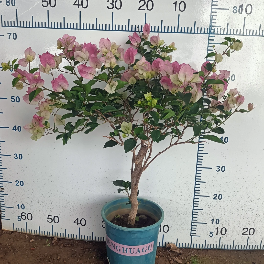 五年老桩苗绿茵三角梅