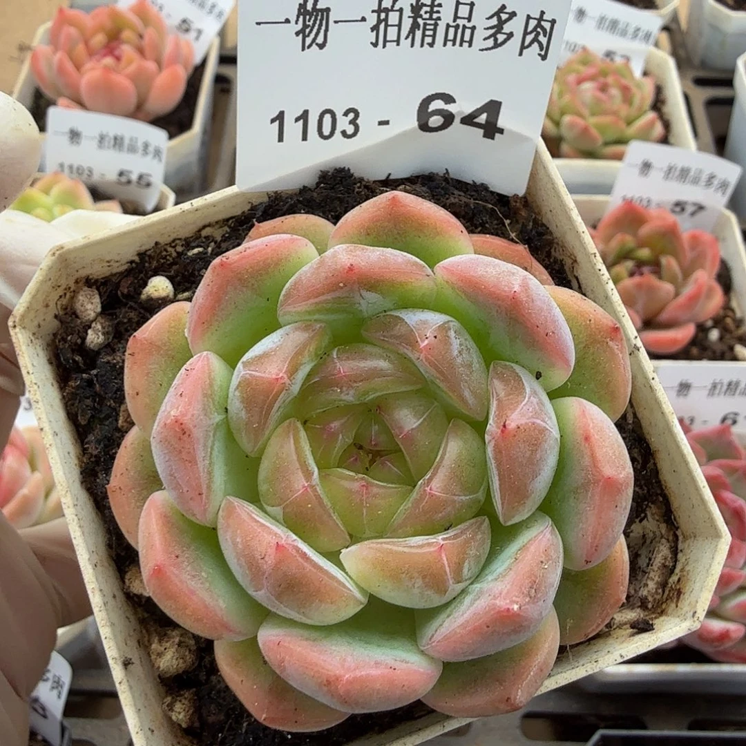 1103-64单颗多肉珍妮