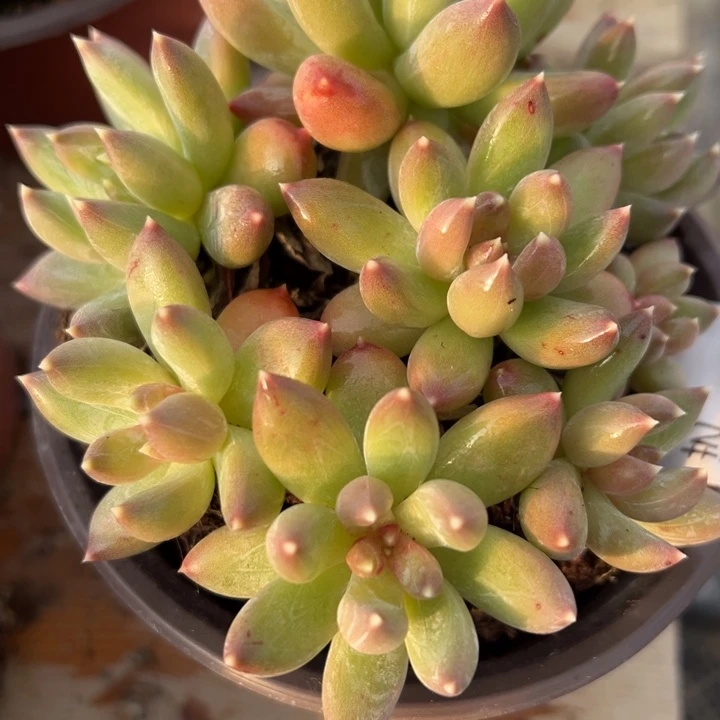 糖心暗纹多肉植物