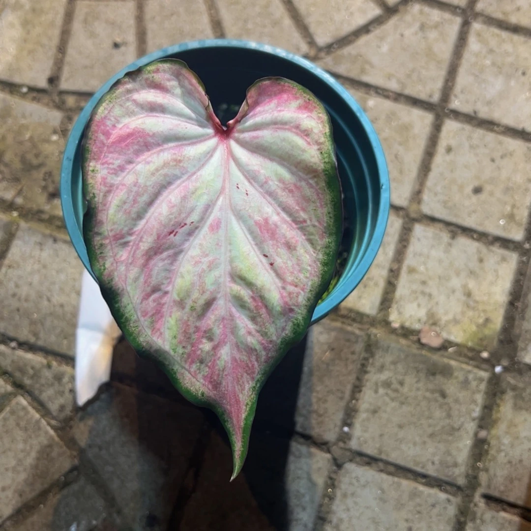 小***蝶完全开放6020泰彩