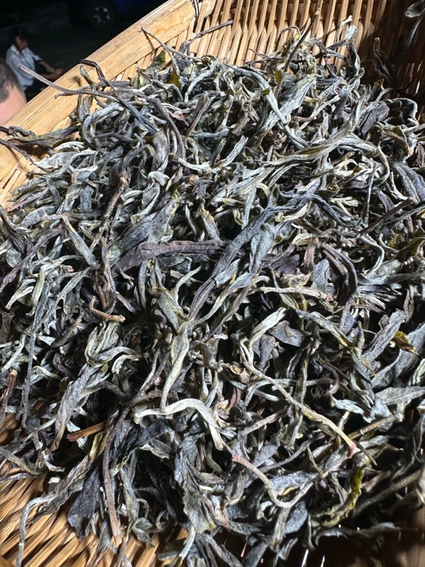 2025年云南临沧冰岛地界头春古树挑采单株生茶散料 7月10日（14号）