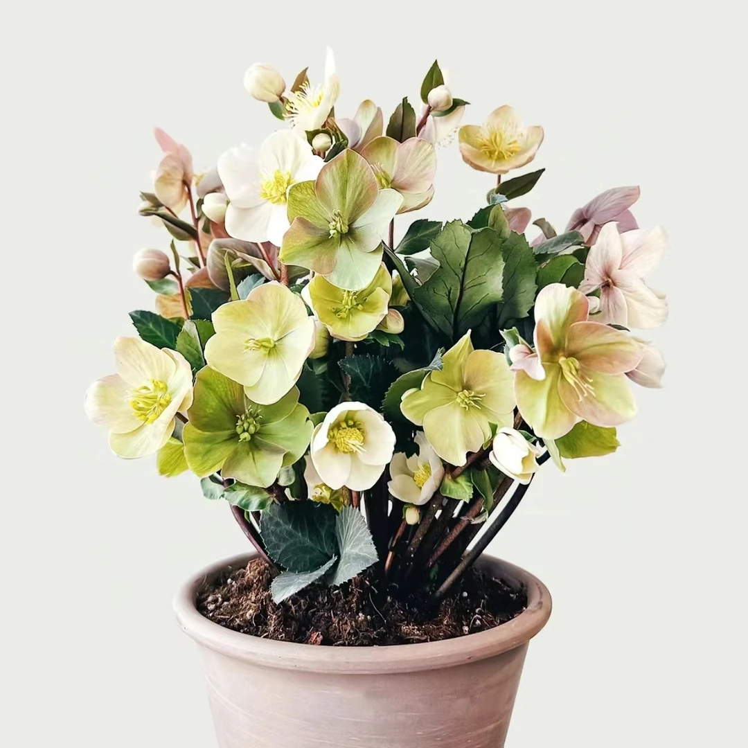 铁筷子卡布奇诺 (1.5加仑) 冰雪玫瑰盆栽爆花耐寒云南鲜花绿植